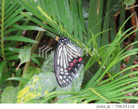 ナミアゲハ Asian Swallowtail ナミアゲハ Asian Swallowtail 70634110