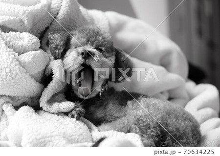 トイプードル モノクロの写真素材