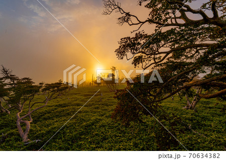 霧の大台ケ原 霧の大台ケ原 70634382