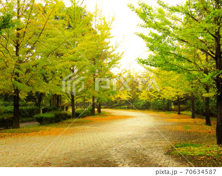 ミューズパーク　　銀杏並木 70634587