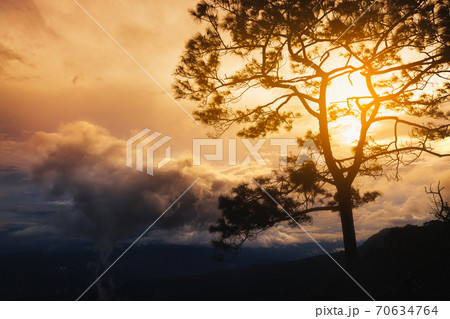 Silhouette tree with beautiful sunset sky. Landscape with dramatic sky. 70634764