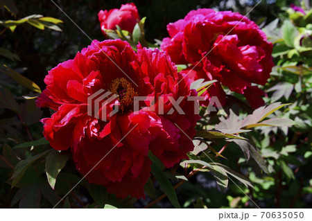 花、真紅の牡丹です＠自宅の庭、堺市、大阪府 70635050