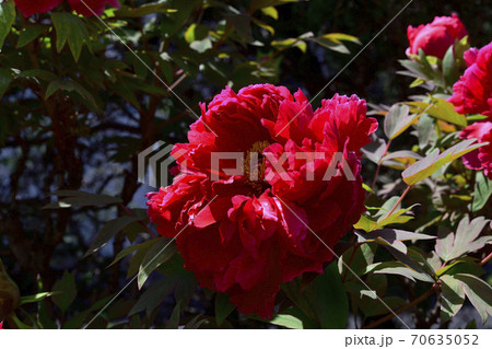 花、真紅の牡丹です@自宅の庭、堺市、大阪府 花、真紅の牡丹です@自宅の庭、堺市、大阪府 70635052