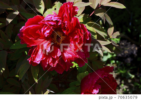 花、真紅の牡丹です@自宅の庭、堺市、大阪府 花、真紅の牡丹です@自宅の庭、堺市、大阪府 70635079