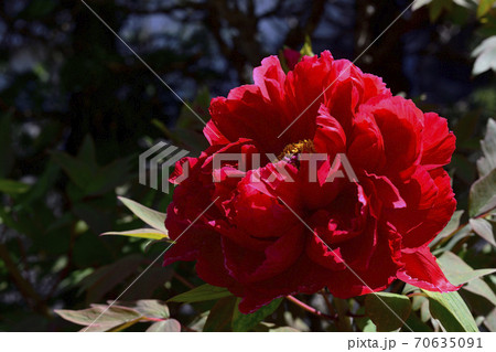 花、真紅の牡丹です@自宅の庭、堺市、大阪府 花、真紅の牡丹です@自宅の庭、堺市、大阪府 70635091