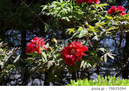 花、真紅の牡丹です＠自宅の庭、堺市、大阪府 70635094