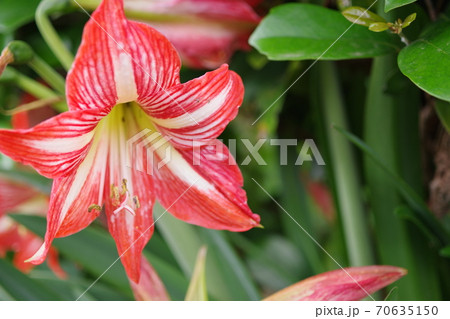 庭に咲くベニスジサンジコの花のアップ写真 70635150