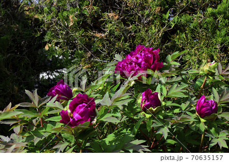 花、暗紅の牡丹です@自宅の庭、堺市、大阪府 花、暗紅の牡丹です@自宅の庭、堺市、大阪府 70635157