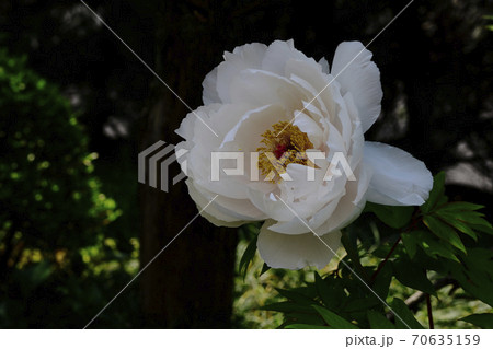 花、暗紅の牡丹です＠自宅の庭、堺市、大阪府 70635159