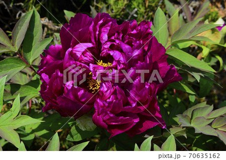 花、暗紅の牡丹です＠自宅の庭、堺市、大阪府 70635162