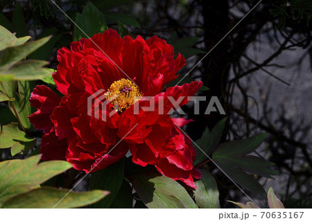 花、真紅の牡丹です@自宅の庭、堺市、大阪府 花、真紅の牡丹です@自宅の庭、堺市、大阪府 70635167