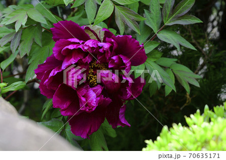 花、暗紅の牡丹です＠自宅の庭、堺市、大阪府 70635171