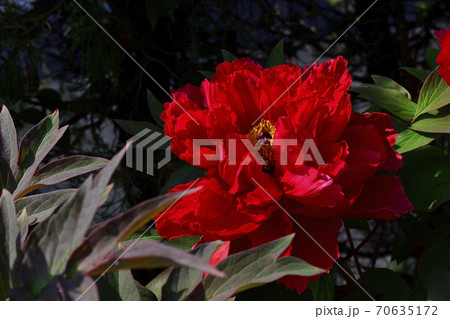 花、真紅の牡丹です＠自宅の庭、堺市、大阪府 70635172