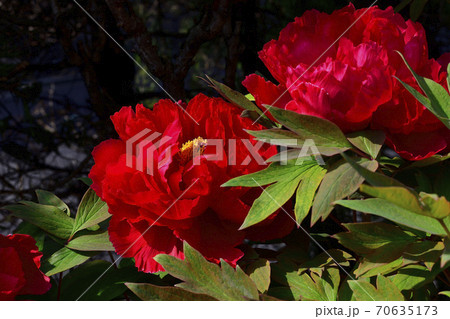 花、真紅の牡丹です＠自宅の庭、堺市、大阪府 70635173