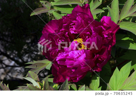 花、暗紅の牡丹です＠自宅の庭、堺市、大阪府 70635245