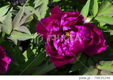 花、暗紅の牡丹です@自宅の庭、堺市、大阪府 花、暗紅の牡丹です@自宅の庭、堺市、大阪府 70635246