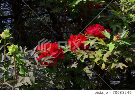 花、真紅の牡丹です＠自宅の庭、堺市、大阪府 70635249