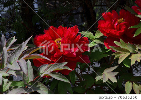 花、真紅の牡丹です＠自宅の庭、堺市、大阪府 70635250
