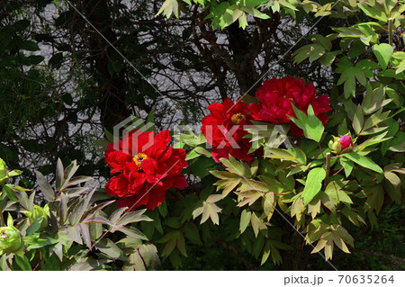 花、真紅の牡丹です@自宅の庭、堺市、大阪府 花、真紅の牡丹です@自宅の庭、堺市、大阪府 70635264