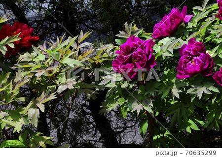 花、暗紅と真紅の牡丹です＠自宅の庭、堺市、大阪府 70635299