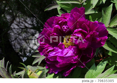 花、暗紅の牡丹です＠自宅の庭、堺市、大阪府 70635305