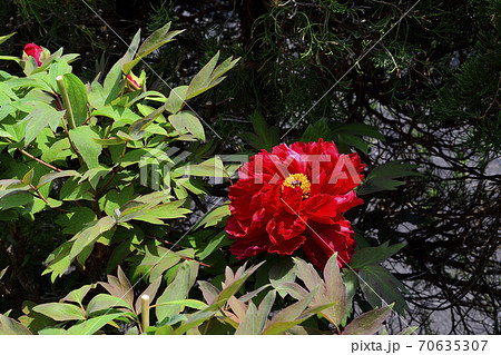 花、真紅の牡丹です@自宅の庭、堺市、大阪府 花、真紅の牡丹です@自宅の庭、堺市、大阪府 70635307