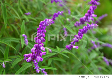 植物：サルビア・レウカンサ（アメジストセージ）シソ科 70635375
