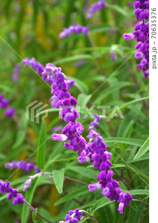 植物：サルビア・レウカンサ（アメジストセージ）シソ科 70635376