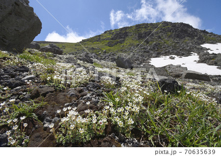 チシマクモマグサの群落(北海道・大雪山) チシマクモマグサの群落(北海道・大雪山) 70635639