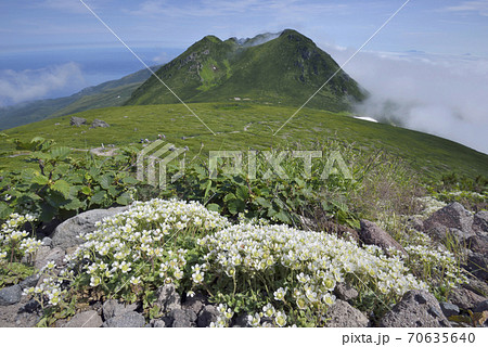 チシマクモマグサの群落と知床連山(北海道・知床) チシマクモマグサの群落と知床連山(北海道・知床) 70635640