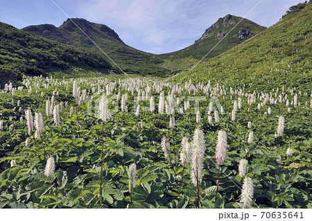 タカネトウウチソウの群落（北海道・知床）	 70635641