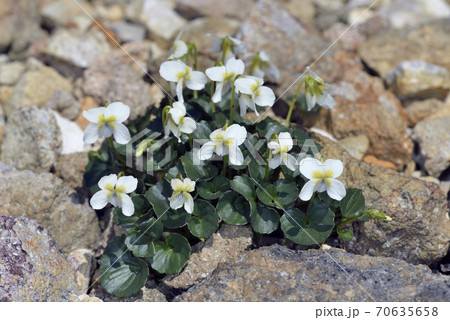 シレトコスミレ(北海道・知床) シレトコスミレ(北海道・知床) 70635658
