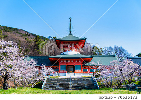 長野県長野市　善光寺雲上殿の桜 70636173