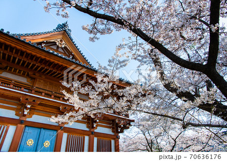 長野県長野市 善光寺雲上殿の桜の写真素材