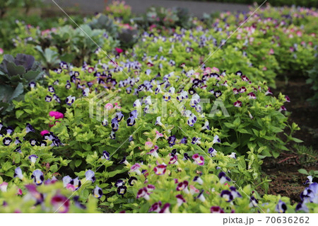 元荒川河川敷公園に咲くトレニアの花の写真素材