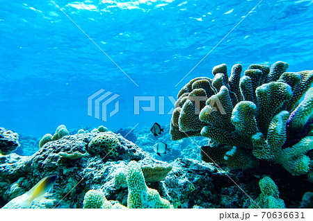沖縄の最高に綺麗な魚とサンゴの写真素材