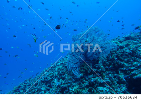 沖縄の最高に綺麗な魚とサンゴの写真素材