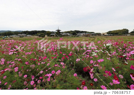 法起寺とコスモス畑 70638757