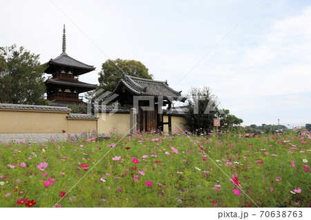 法起寺とコスモス畑 70638763