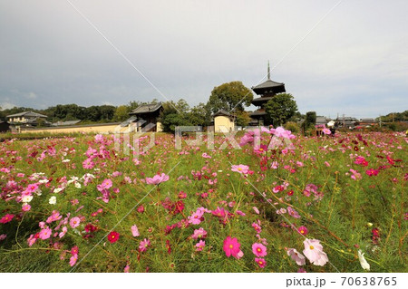 法起寺とコスモス畑 法起寺とコスモス畑 70638765