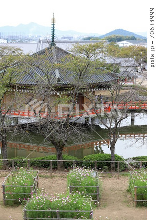 安部文珠院とコスモス 安部文珠院とコスモス 70638999