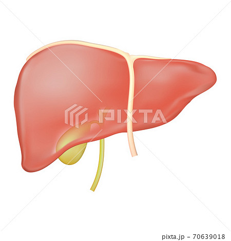 Stock Vector Illustration Of Liver Gallbladder のイラスト素材