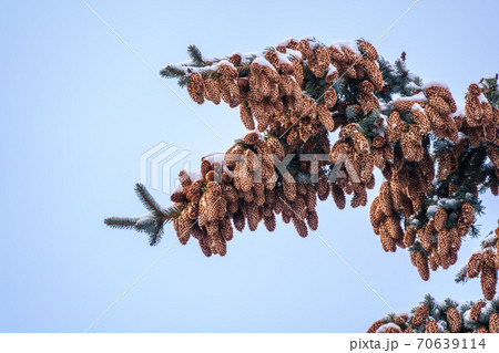 Green spruce branches with needles and cones against a blue sky in winter. Many cones on spruce. 70639114