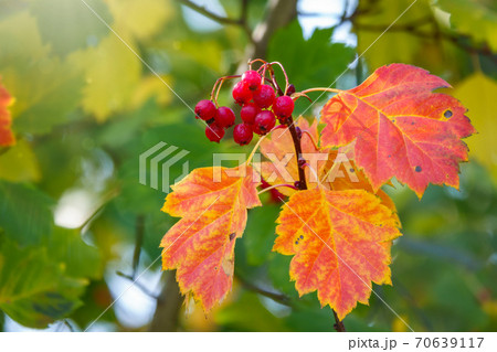 Autumn hawthorn branch with red berries and yellow green leaves on a blury background Autumn hawthorn branch with red berries and yellow green leaves on a blury background 70639117