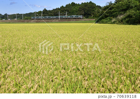稲穂が色づく宮城を走る東北本線普通列車（E721系） 70639118