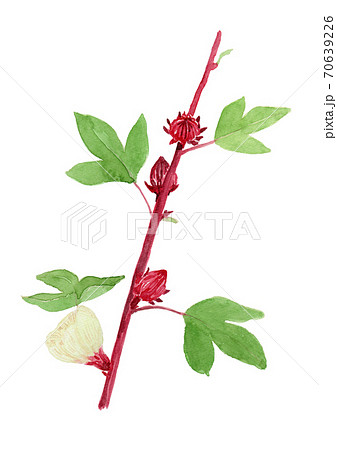 Hibiscus sabdariffa ローゼル（ハイビスカスの実） 70639226