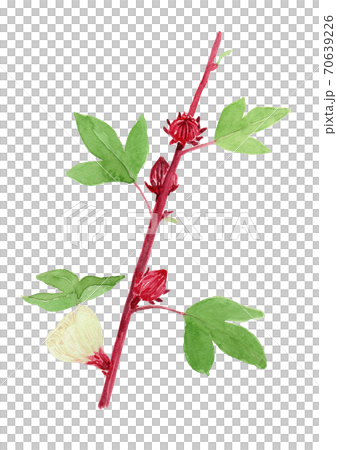 Hibiscus sabdariffa ローゼル（ハイビスカスの実） 70639226