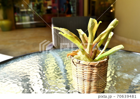 ハワイの休日 ハワイの休日 70639481