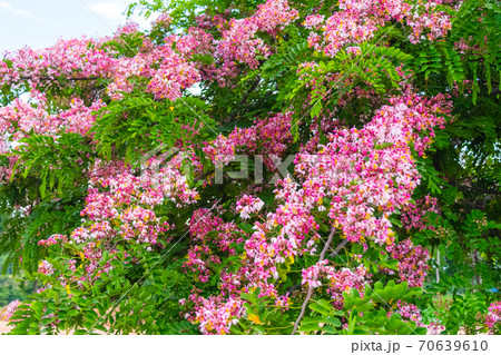 Cassia bakeriana Craib, Cassia bakeriana Craib, 70639610