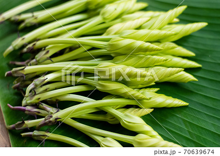 Moonflower (Ipomoea alba L.) Herb Vegetables 70639674